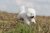 BICHON FRISE 136